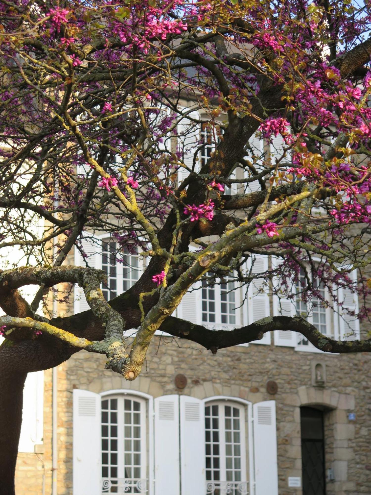 La Villa Garenne Vannes Luaran gambar